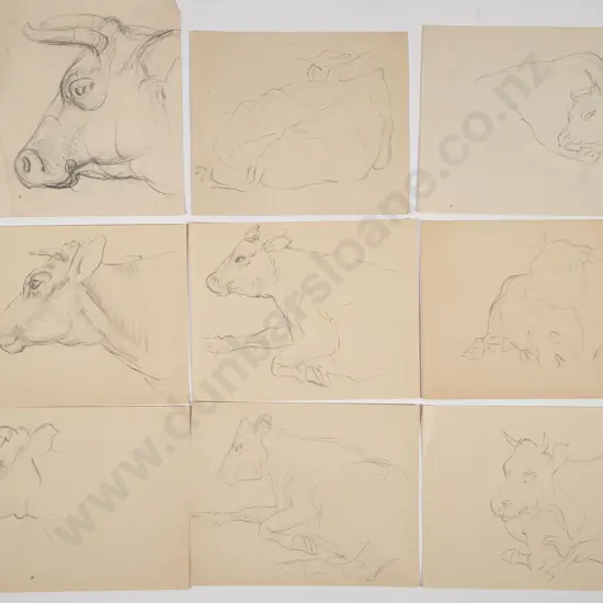 John Weeks - Collection of Cattle Studies (16)