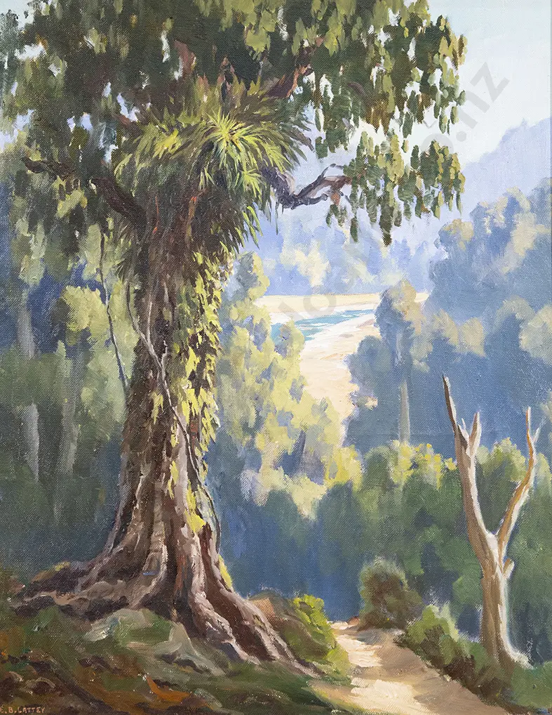 E B Lattey - Old Rimu, King Country Image 1++