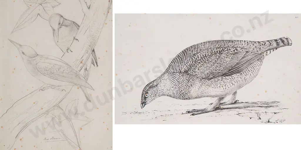 William Swainson pencil sketch & other book plate Image 1++