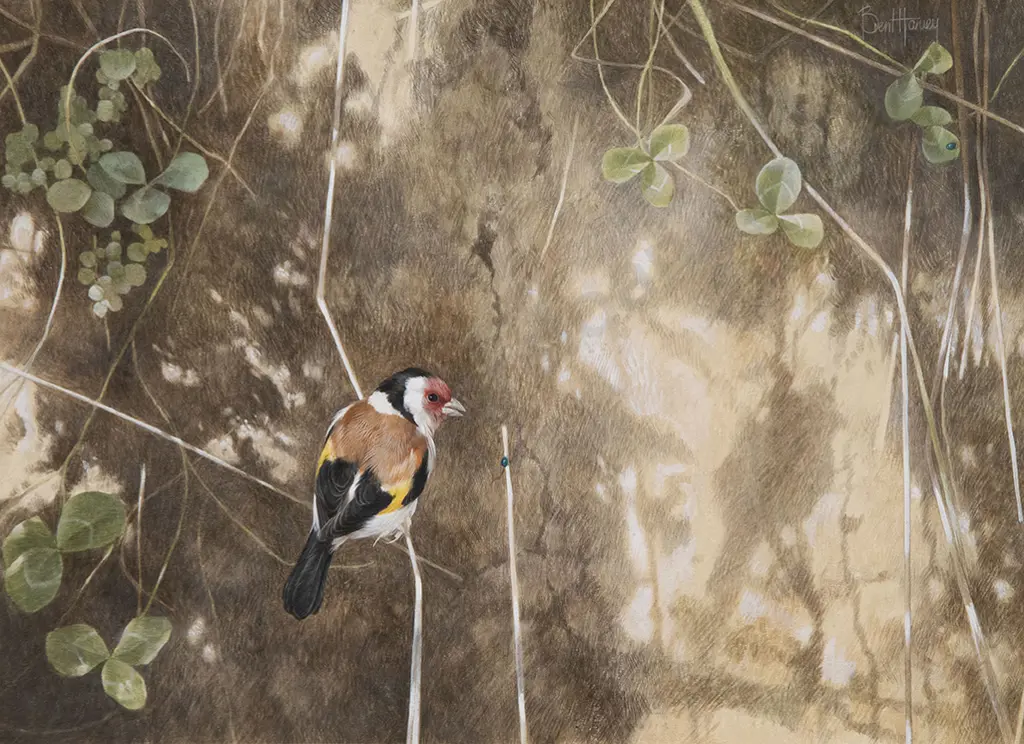 Brent Harvey - Study of a Finch Image 1++