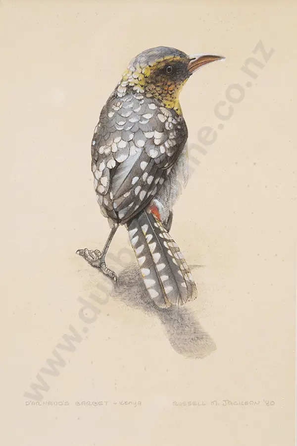 Russell Jackson - D'Arnauds Barbet, Kenya Image 1++