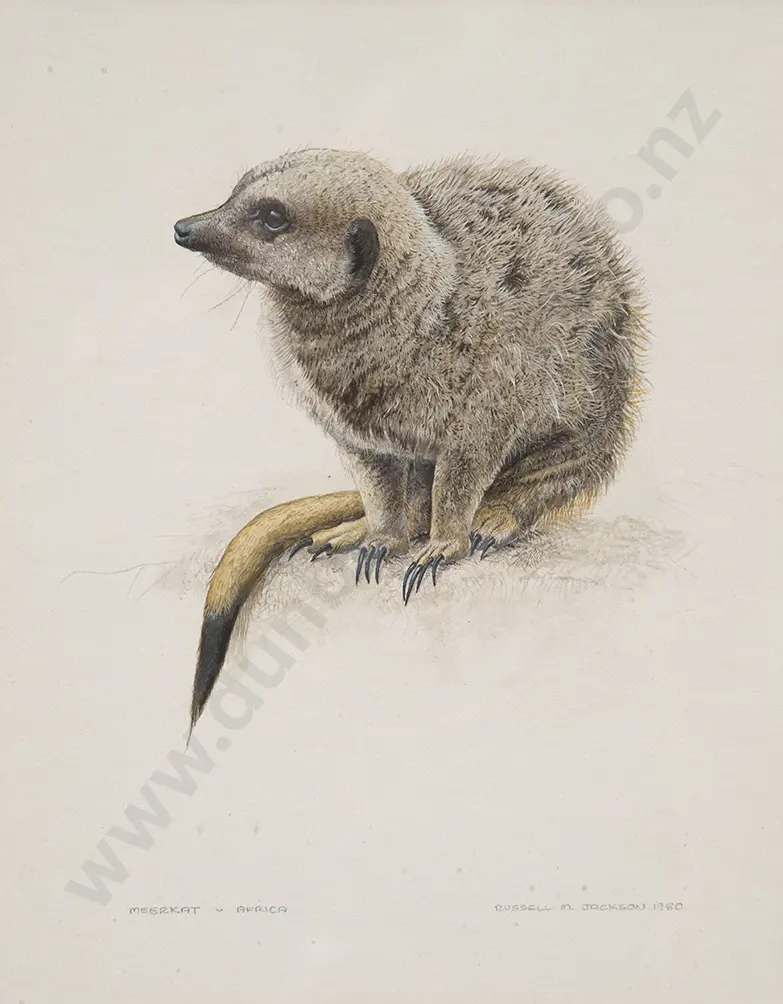 Russell Jackson - The Meerkat Image 1++