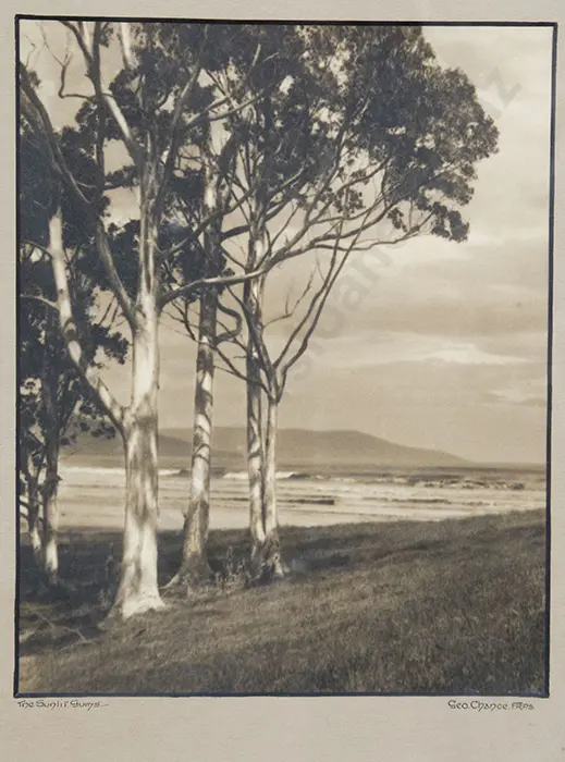 George Chance - The Sunlit Gums Image 1++