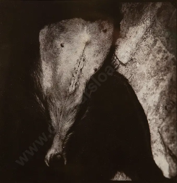Fiona Pardington - Adolescent Fantasies Image 1++