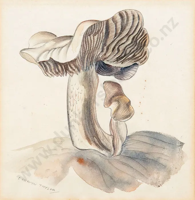 E Mervyn Taylor - Mushrooms Image 1++