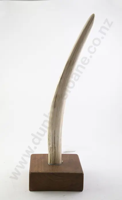 Walrus Tusk Image 1++