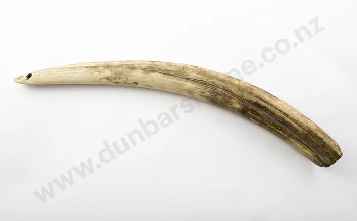 Walrus Tusk Image 1++