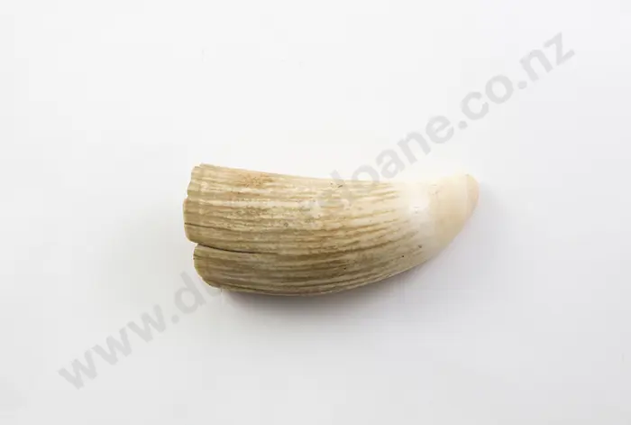 Whale Tooth Image 1++