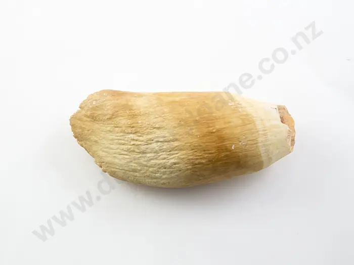 Large Whale Tooth Image 1++