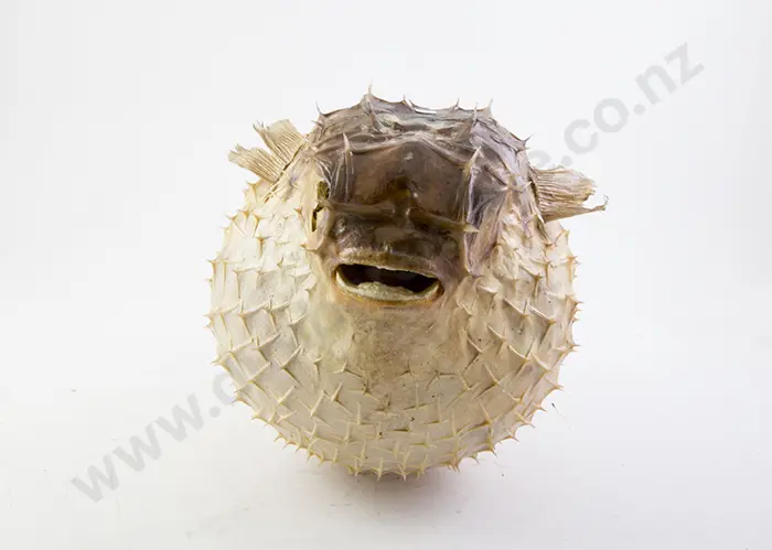 Puffer Fish Shell Image 1++