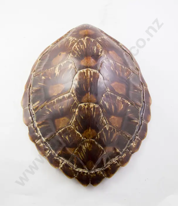 Tortoiseshell Image 1++