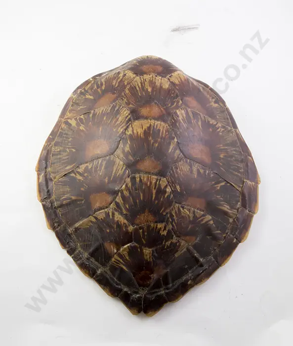 Tortoiseshell Image 1++