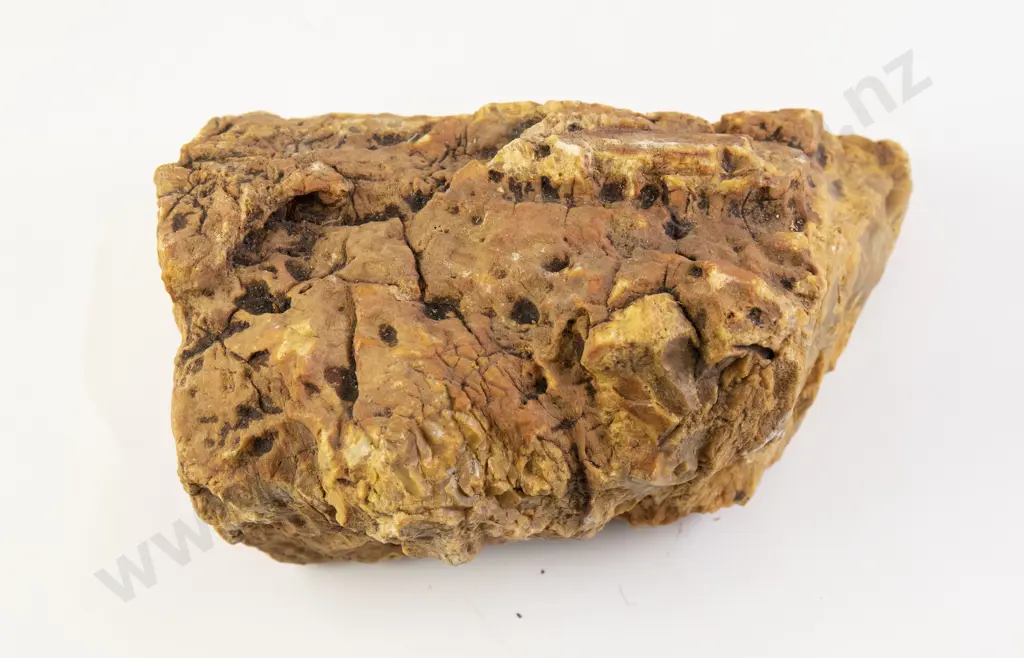 Very Large Natural Amber Nugget Image 1++