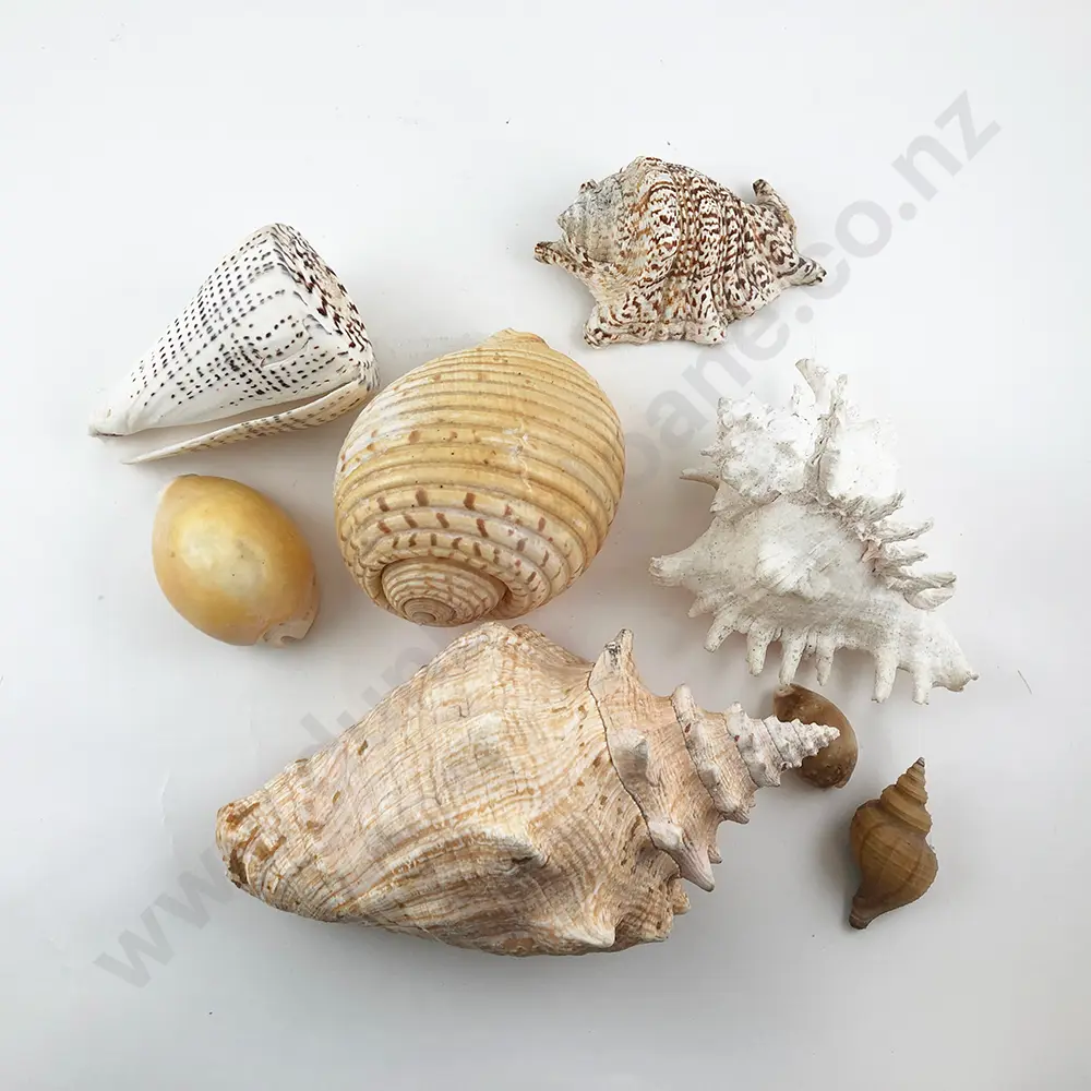 Collection Exotic Sea Shells Image 1++