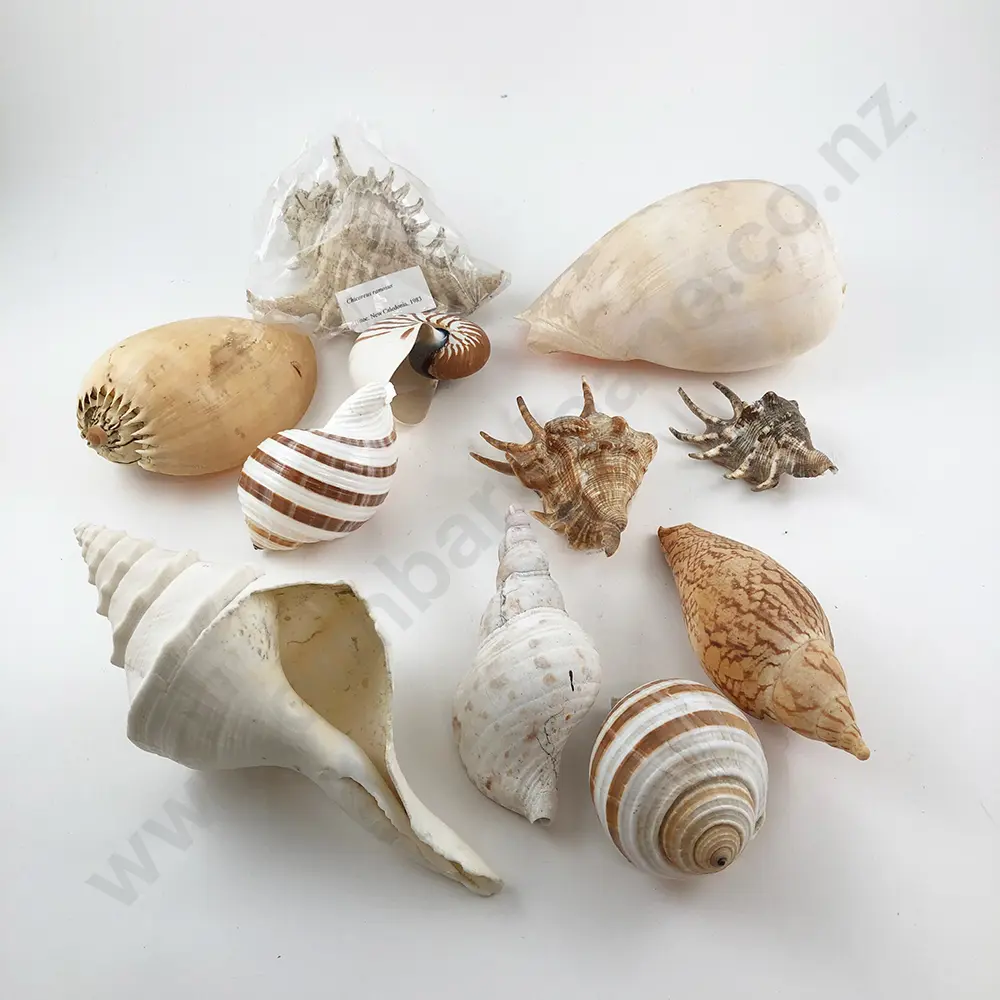 Collection Exotic Sea Shells Image 1++