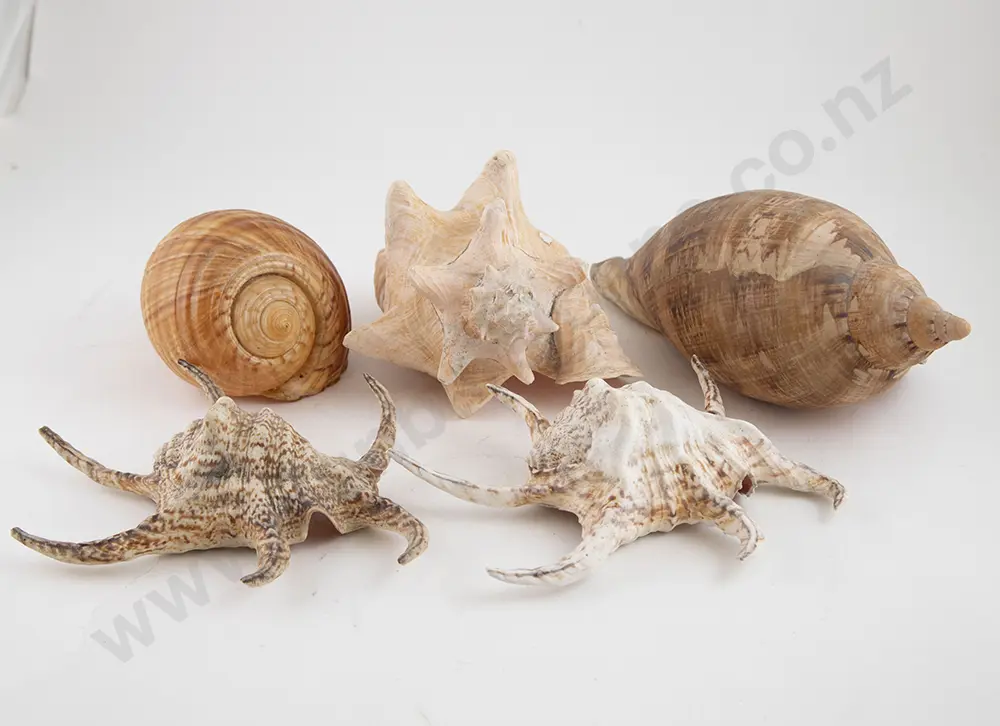 Collection Exotic Sea Shells Image 1++