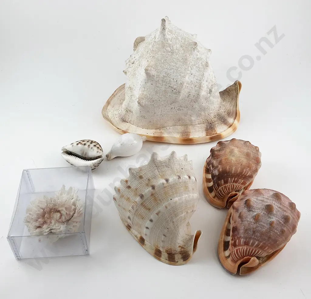 Collection Single Large and Smaller Cameo Shells Image 1++