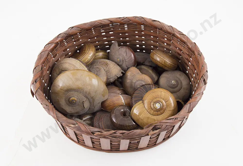Vintage Collection NZ Native Land Snails and others Image 1++