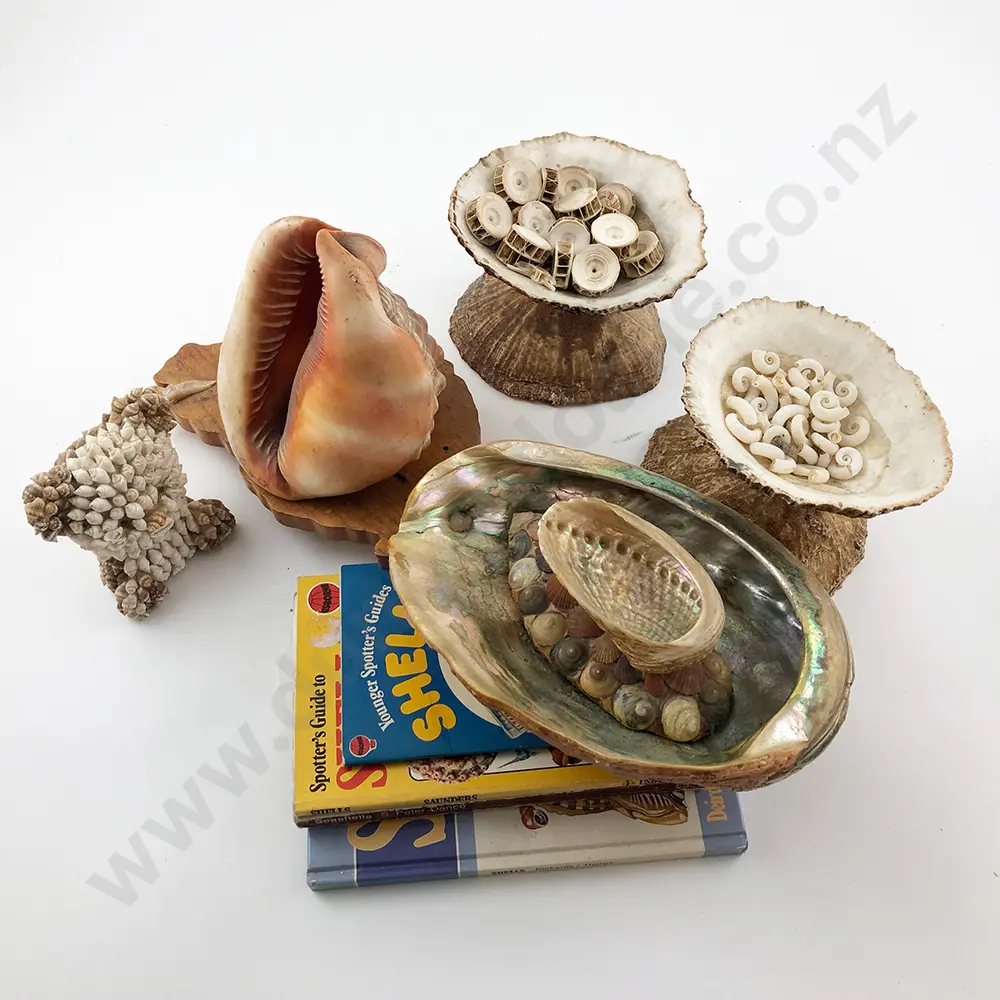 Cameo Shell and Shell Dishes Image 1++