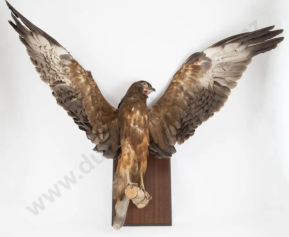 Harrier Hawk Image 1++