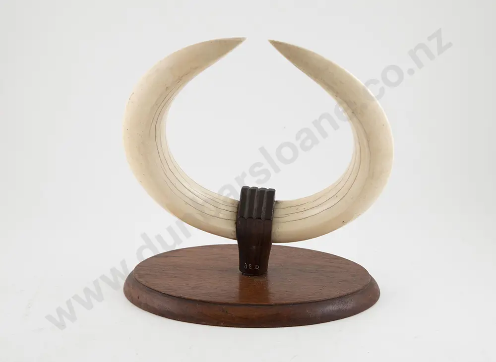 Pair Hippopotamus Tusks Image 1++