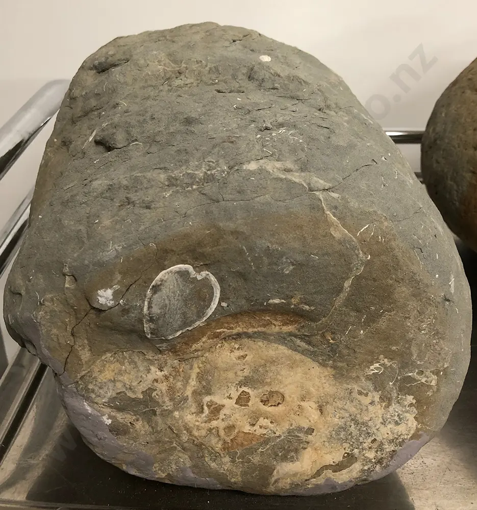 Two Fossil Boulders Image 1++