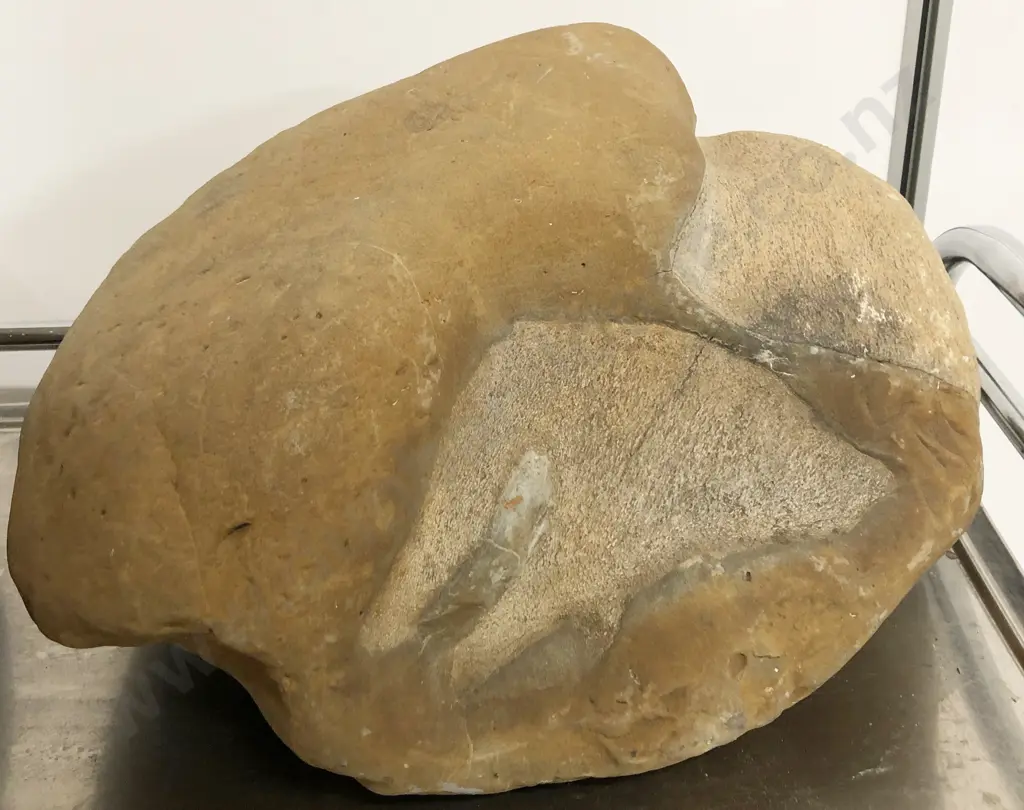 Two Fossil Boulders Image 1++
