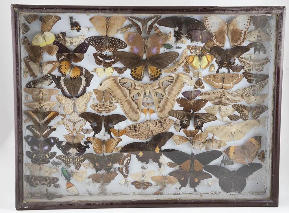 Framed Antique Display of Moths Image 1++