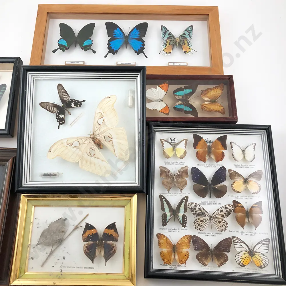 Collection Modern Framed Moth and Butterfly Displays (10) Image 1++