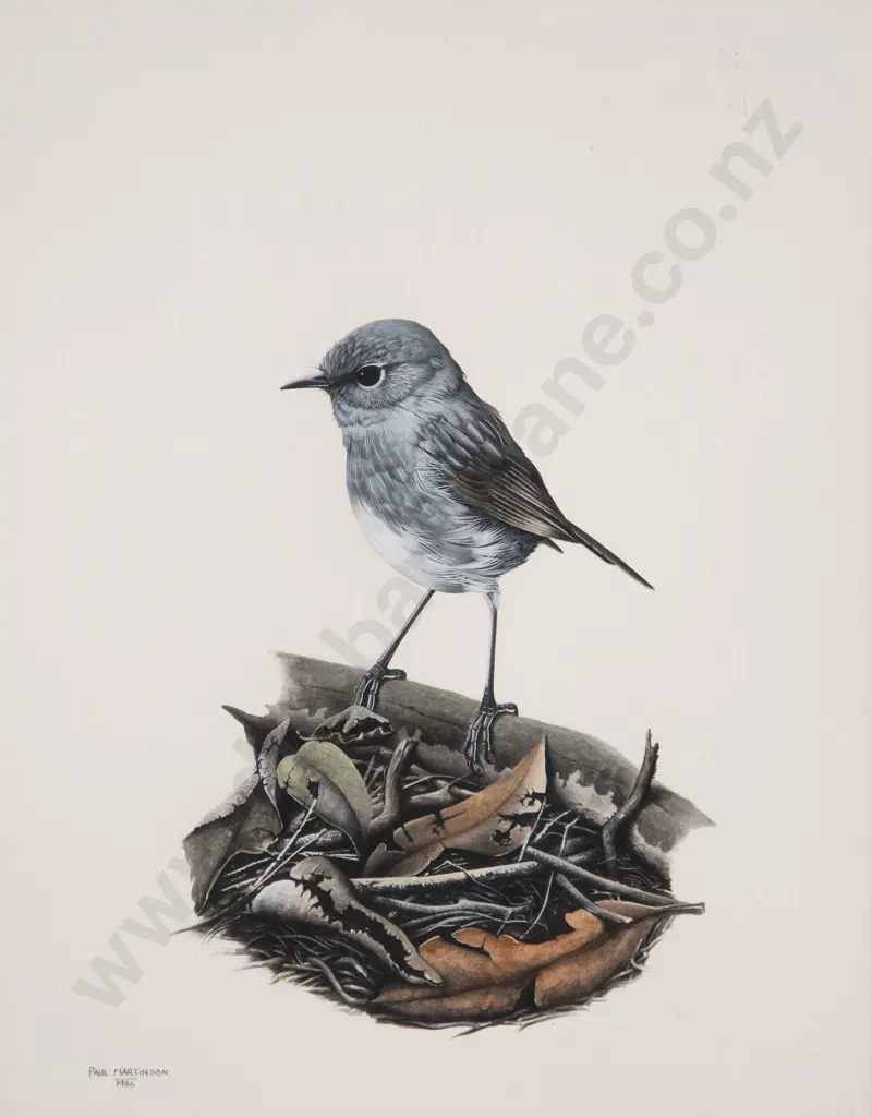 Paul Martinson - North Island Robin Image 1++