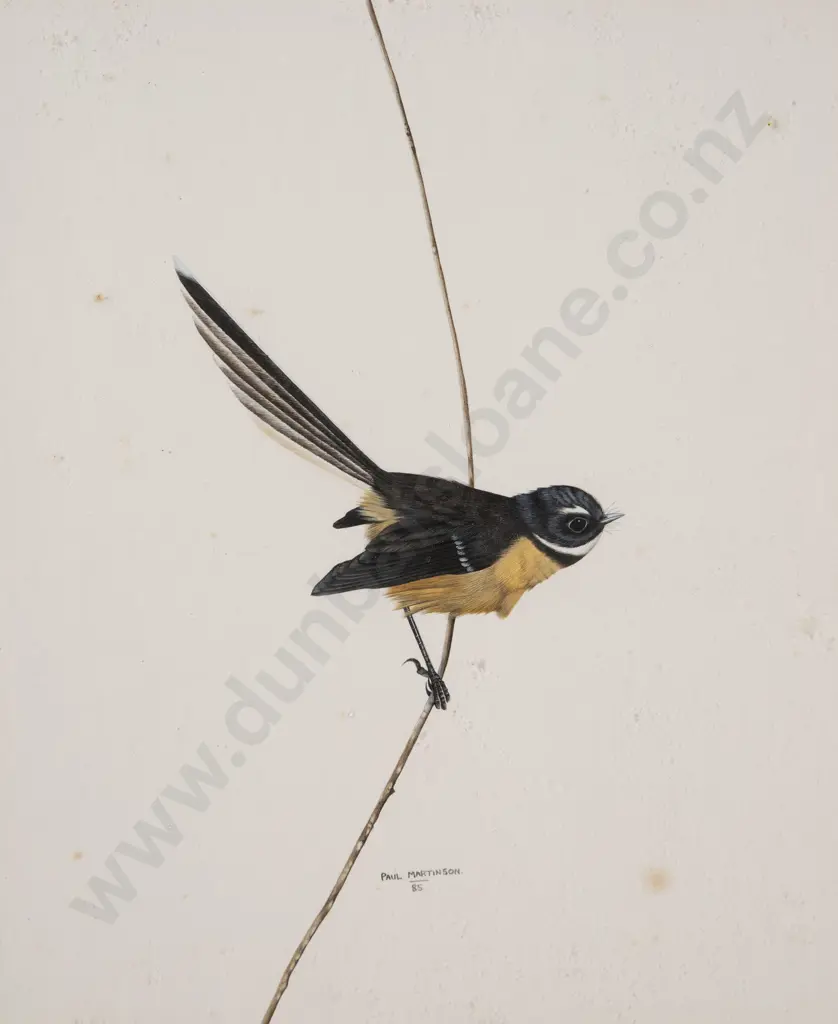 Paul Martinson - Pied Fantail Image 1++