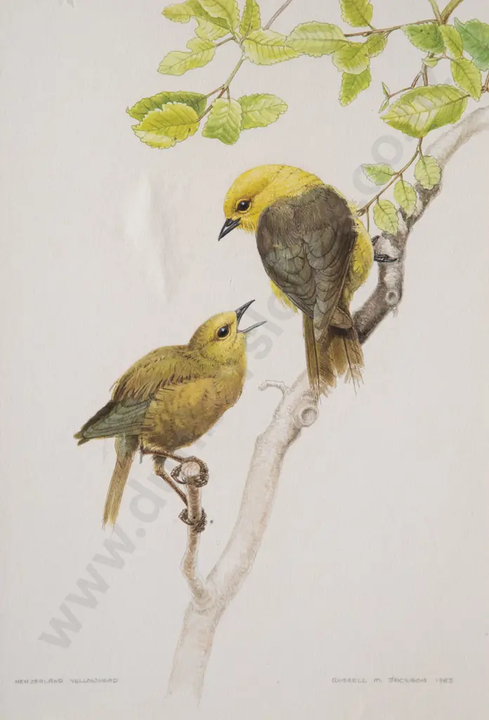Russell Jackson - NZ Yellowhead Image 1++