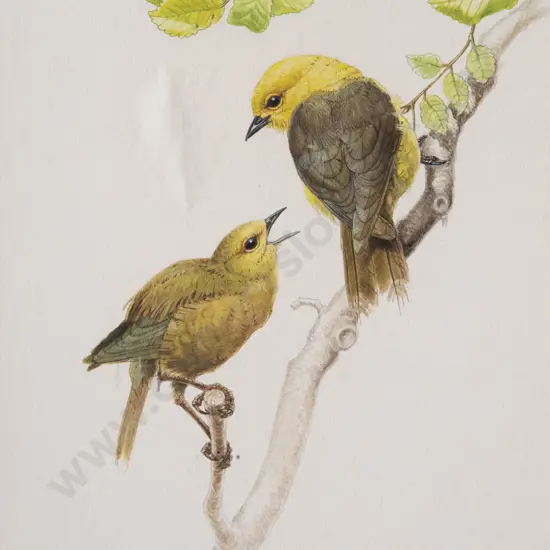 Russell Jackson - NZ Yellowhead