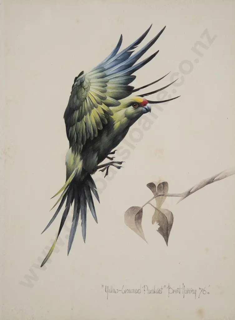 Brent Harvey - Yellow-crowned Parakeet Image 1++