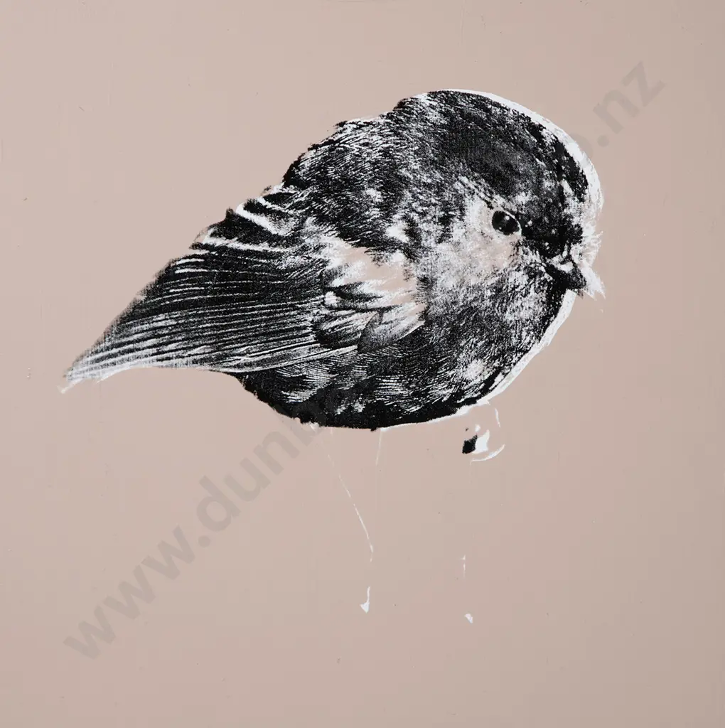 Rudolf Boelee - Chatham Island Black Robin Image 1++