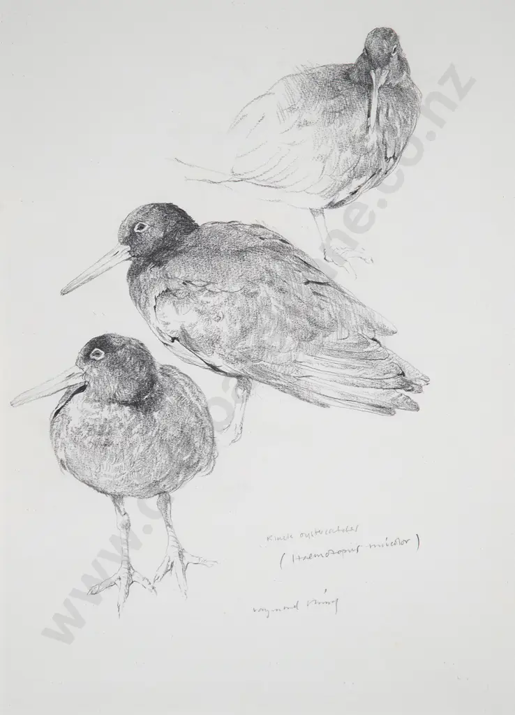 Ray Ching - Black Oystercatcher Image 1++