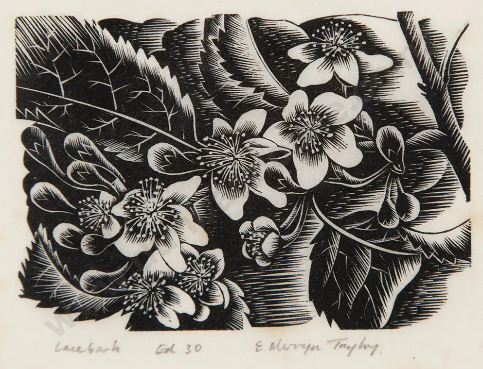 E Mervyn Taylor - Lacebark Image 1++