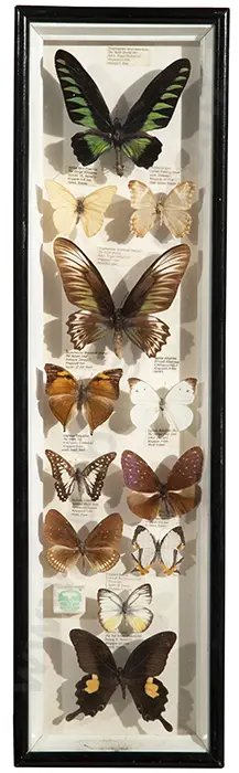 5 Framed Butterfly Displays, Bug Display & Cig Cards Image 1++