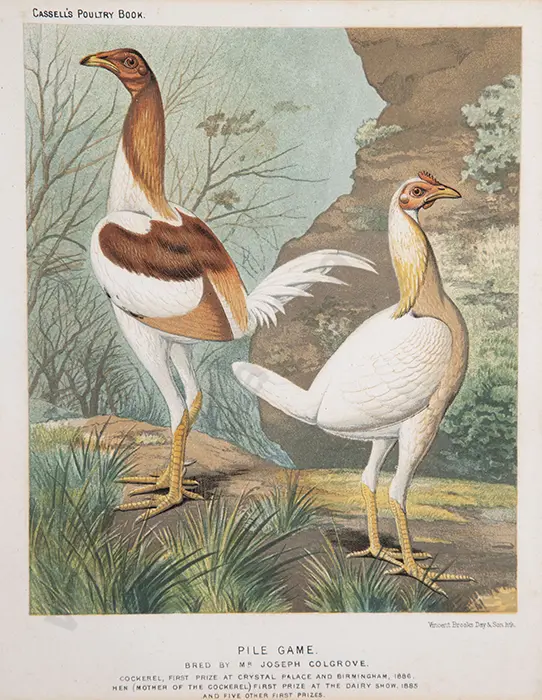 Set of Five Coloured Bookplates Image 1++