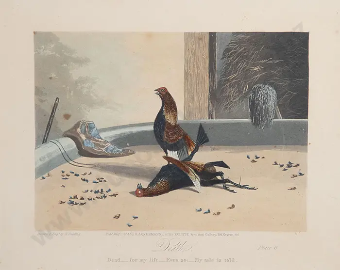 Set of Four Cock Fighting Prints Image 1++