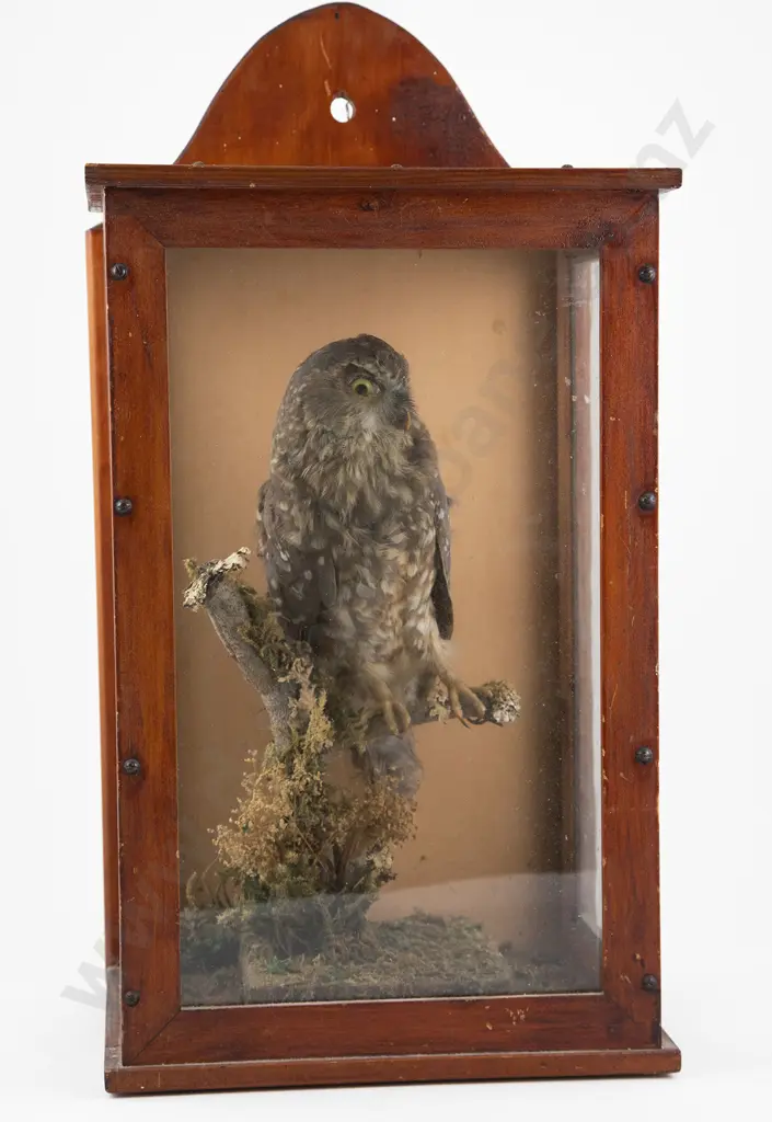 Vict Morepork In Glazed Display Case Image 1++