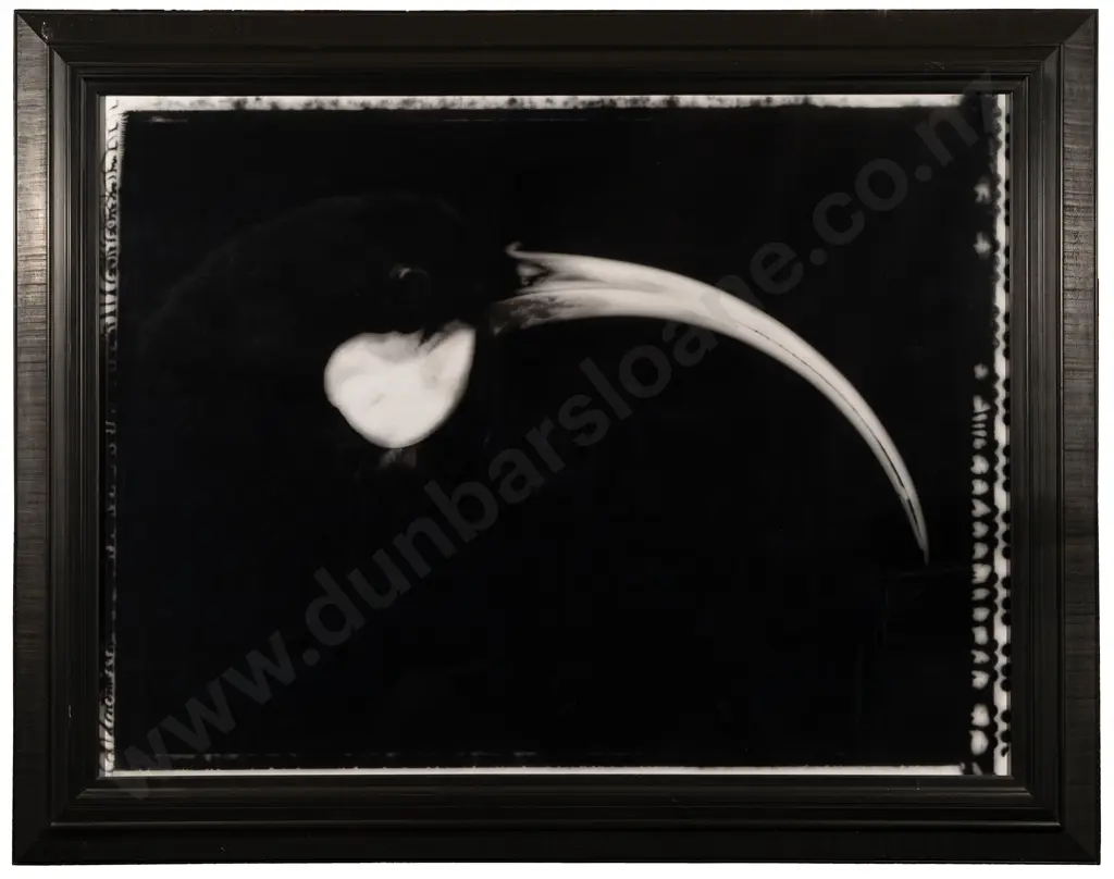 Fiona Pardington - Portrait of a Female Huia / Heterolocha Acuitirostris Image 1++