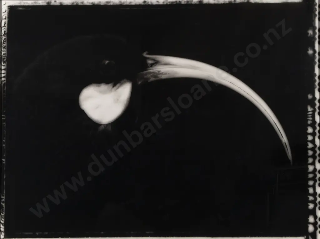 Fiona Pardington - Portrait of a Female Huia / Heterolocha Acuitirostris Image 1++
