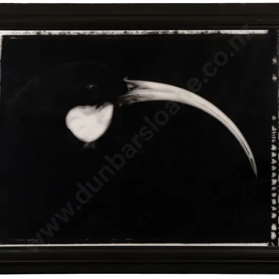 Fiona Pardington - Portrait of a Female Huia / Heterolocha Acuitirostris