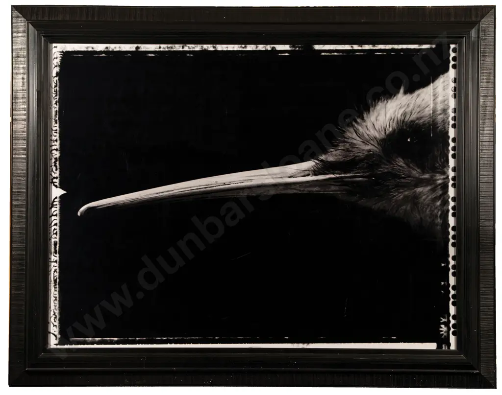 Fiona Pardington - Portrait of a Female Kiwi / Apteryx Haasti Image 1++