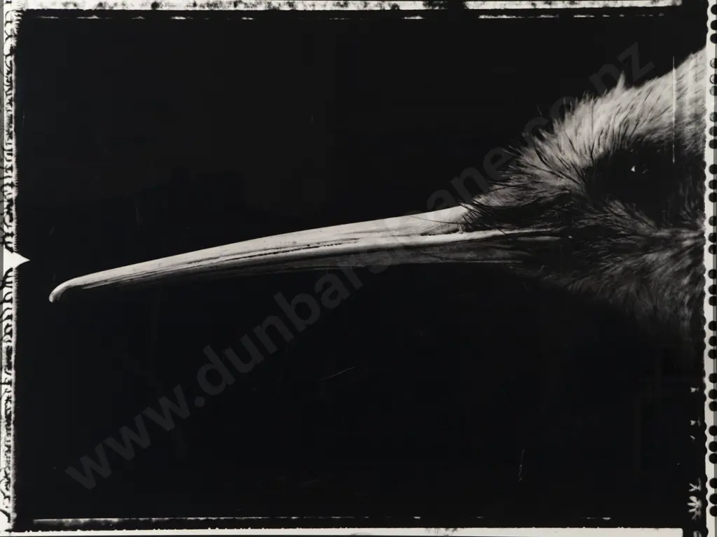 Fiona Pardington - Portrait of a Female Kiwi / Apteryx Haasti Image 1++