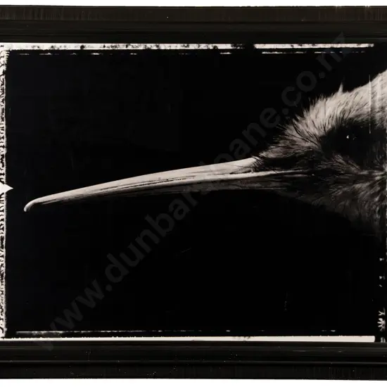 Fiona Pardington - Portrait of a Female Kiwi / Apteryx Haasti