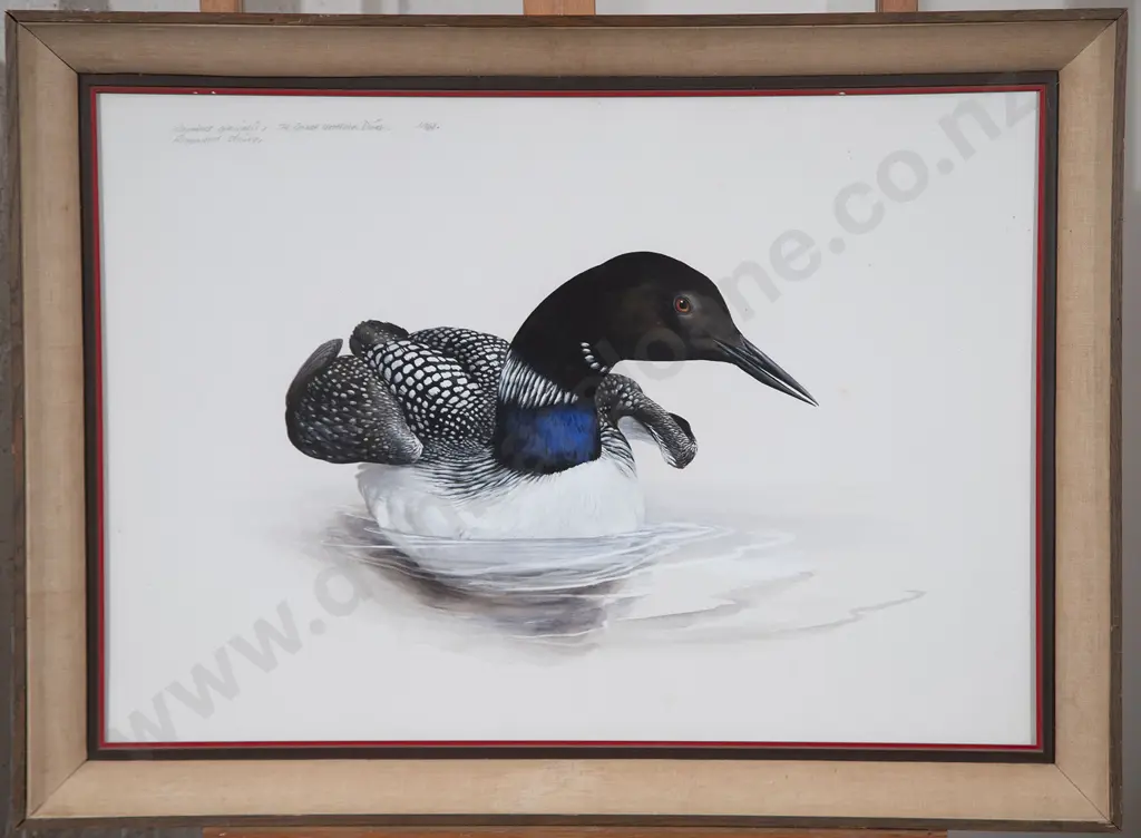 Raymond Harris Ching - Colymbus Glacialis / The Great Northern Diver Image 1++