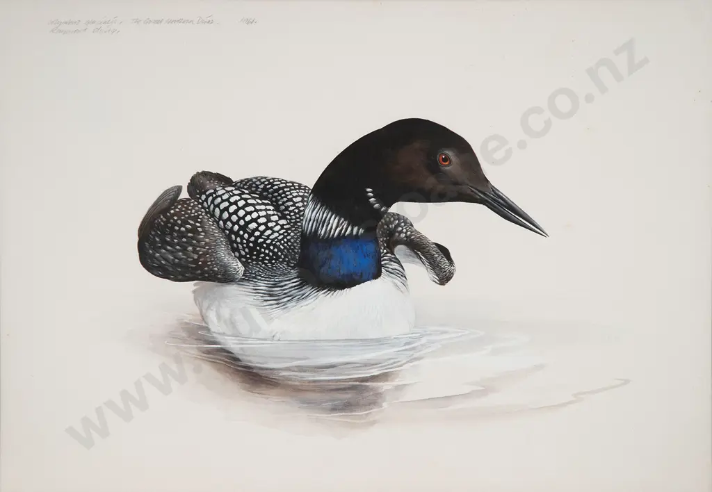 Raymond Harris Ching - Colymbus Glacialis / The Great Northern Diver Image 1++