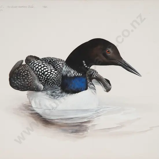 Raymond Harris Ching - Colymbus Glacialis / The Great Northern Diver